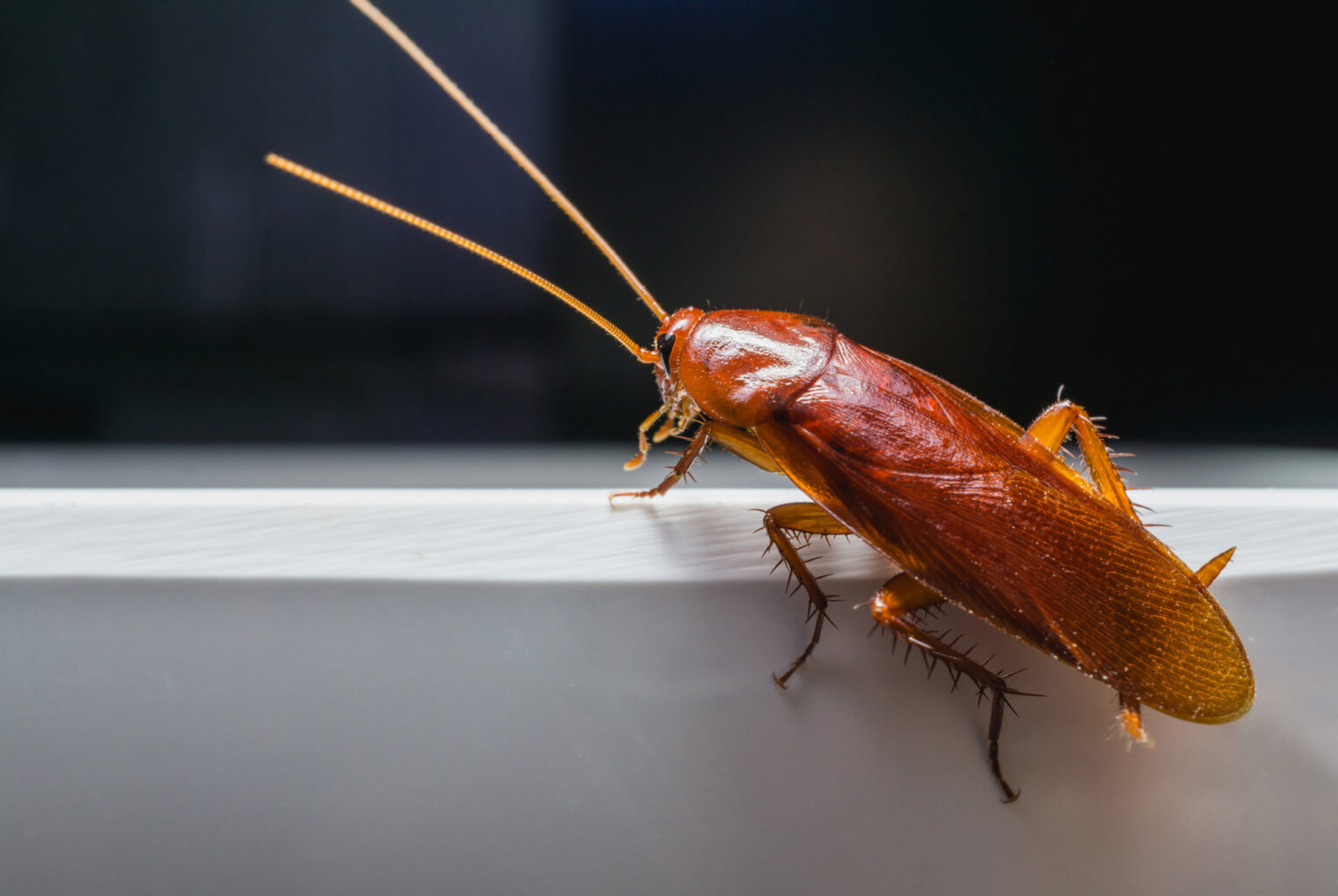 How to Start a Dubia Roach Colony at Your House?