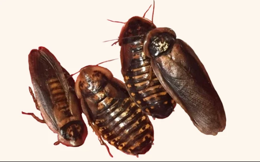 Dubia roaches for sale