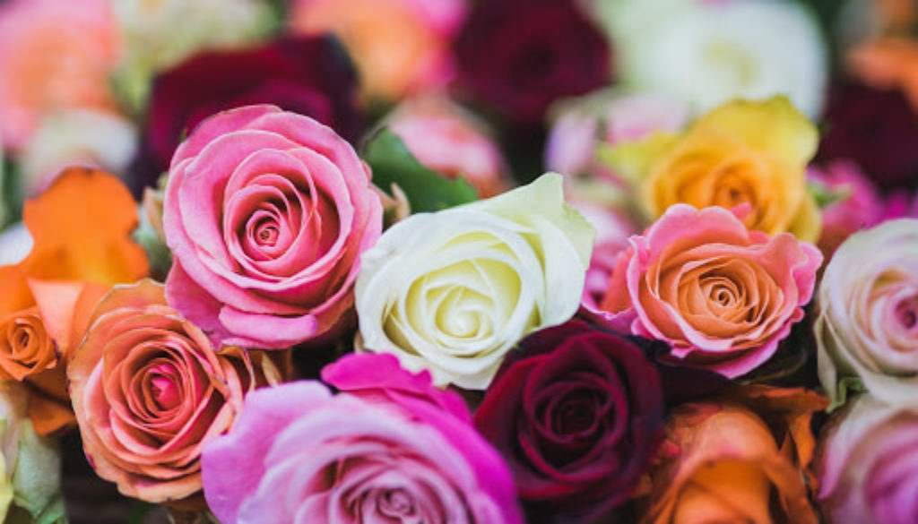 Why are roses so popular?